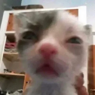 🐈‍⬛