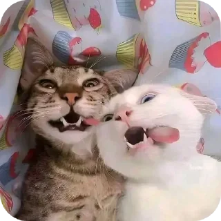 🐱