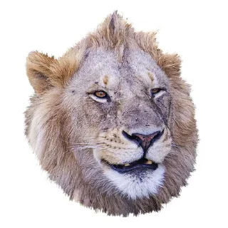 Lion life