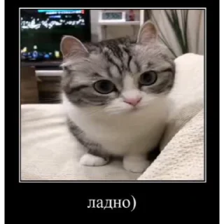 🐱