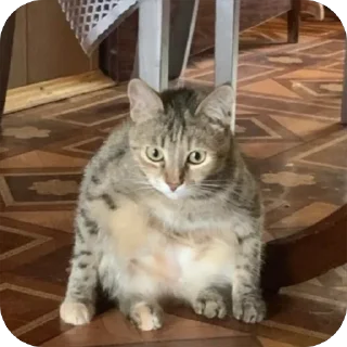 кошарики
