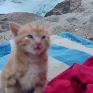 🥺