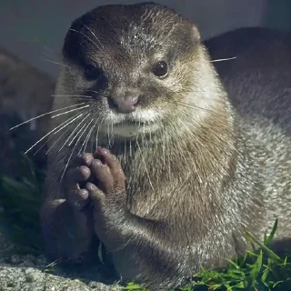🙏