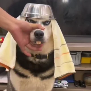 🐩