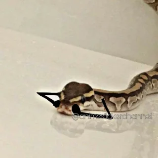 😨