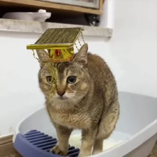 💩
