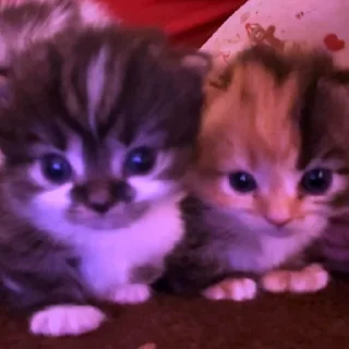 💜