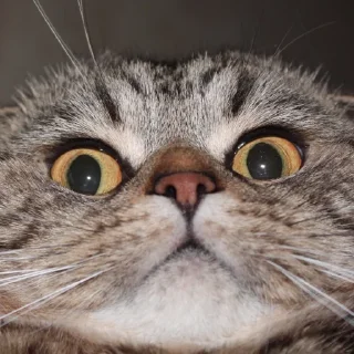 😳