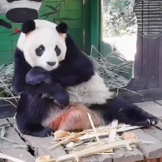 🐼