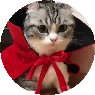 😺