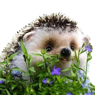 Cuteness @stickersb2b