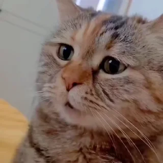 🐈