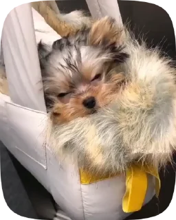 🐶