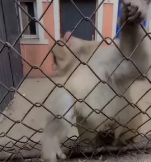 🐵