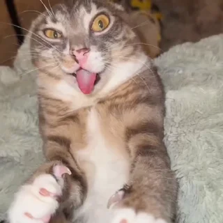 🐈