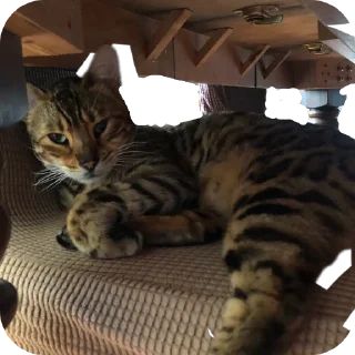 🐱