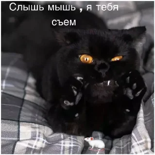 🐁