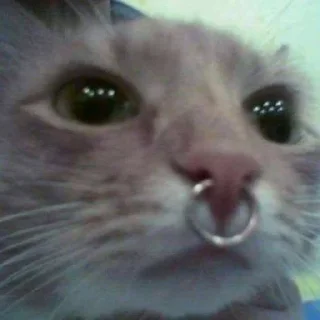 😎