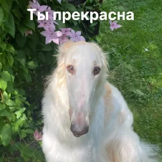 🌺