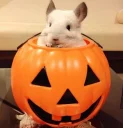 🎃