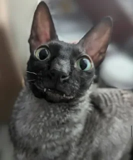 🦇