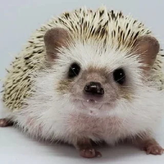 🦔