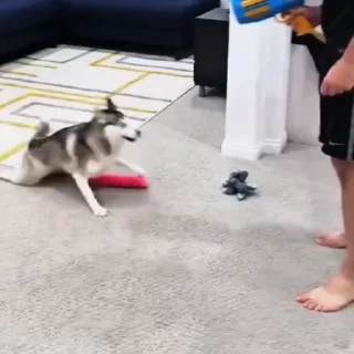 🐩