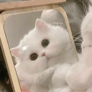 🐈