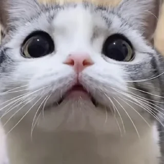 😻
