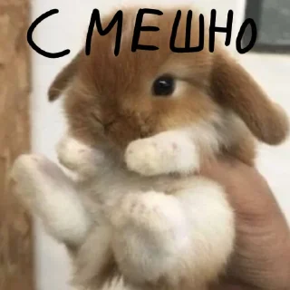 🐰