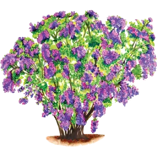 🌱