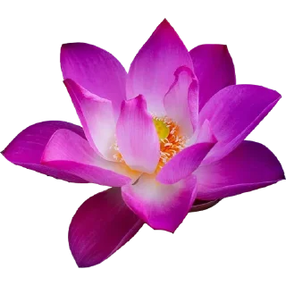 🌺