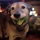 🐶