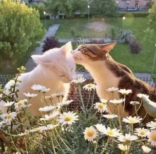 🌸