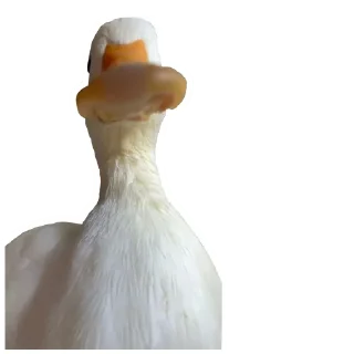 🦆