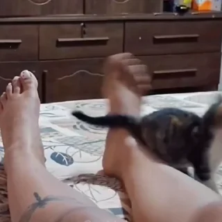 🐈