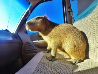 🚕