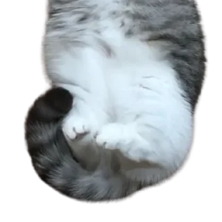😺