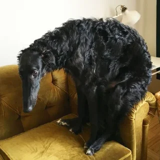 🛋