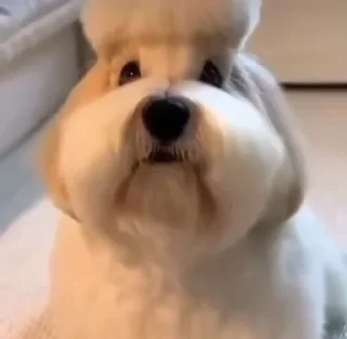 🦴