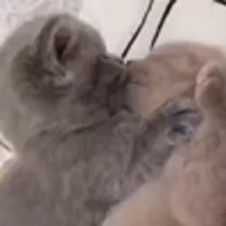 🐈‍⬛