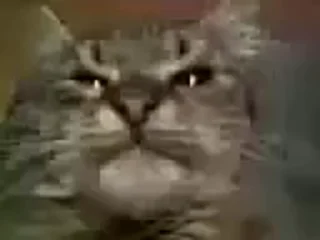 🐈