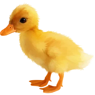 🐥