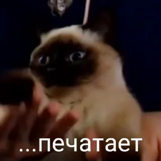 💬