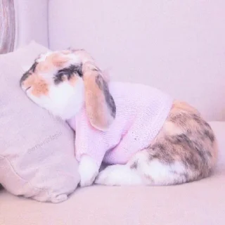 🐰