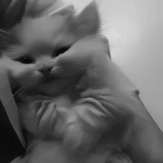 🐈‍⬛️