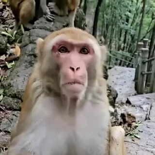 🙈