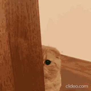 👋