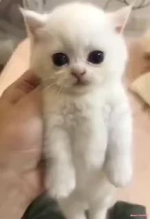 😼