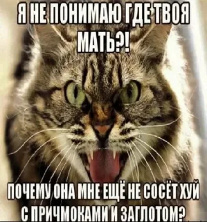 🐈